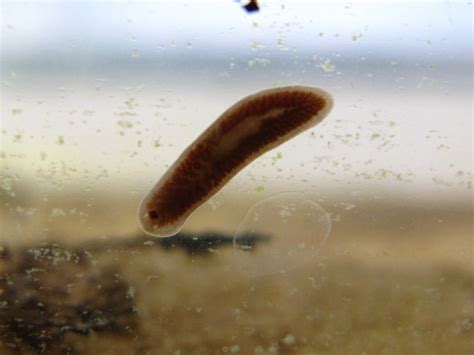  Freemanisella: Un petit plathelminthe qui brille dans l'obscurité abyssale!