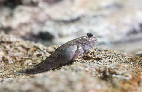  Geoplana!  Une créature terrestre fascinante qui se déplace avec élégance et précision sur les feuilles humides