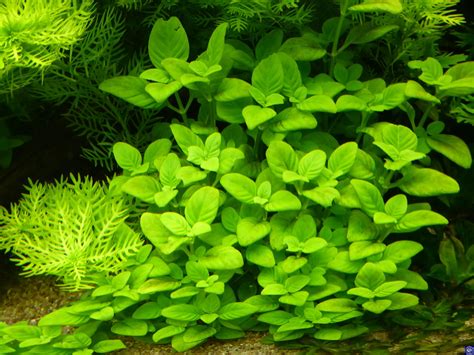  Limnophila ! Une limace d’eau douce aux habitudes surprenantes qui glisse sur les plantes aquatiques