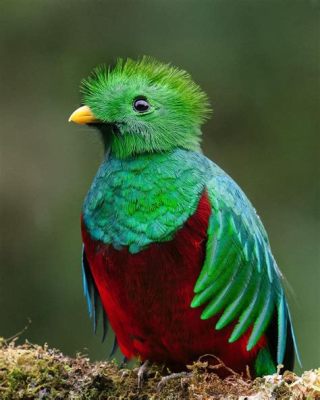  Quetzales! Ces oiseaux resplendissants à la robe étincelante sont connus pour leur plumage coloré et leurs cris mélodieux.