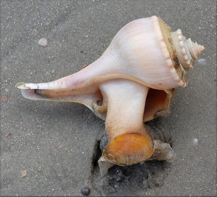  Whelk: A Coastal Survivor with Shell-Shocking Defense Mechanisms!