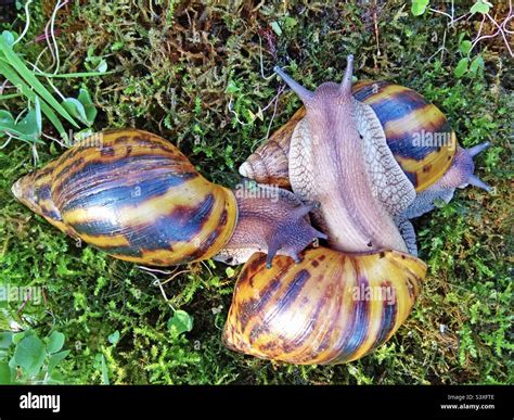  Achatina: Un Escargot Géant à la Conque Spirale qui Parcourt le Monde avec Élégance Exotique!