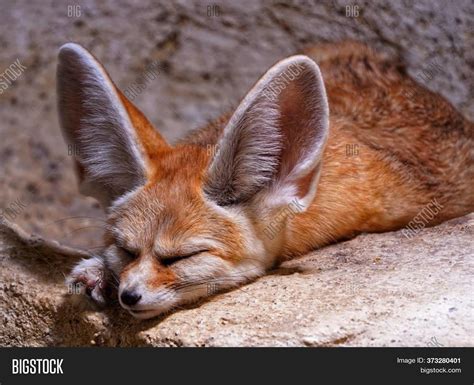  Fennec ! Découvrez ce petit renard aux oreilles démesurément grandes et découvrez comment il survit dans le désert brûlant