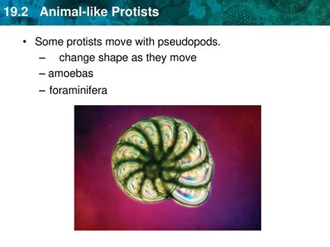  Gymnamoeba! Un Prédateur Microscopique aux Formes Fascinantes qui Se Déplace par Pseudopodes