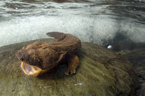  Hellbenders: Des Amphibiens Myriapodes au Pouvoir Mystique dans les Ruisseaux Clairs !