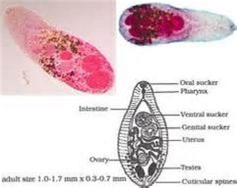  Heterophyes Heterophyes: Un parasite à sang froid qui aime les poissons frais!