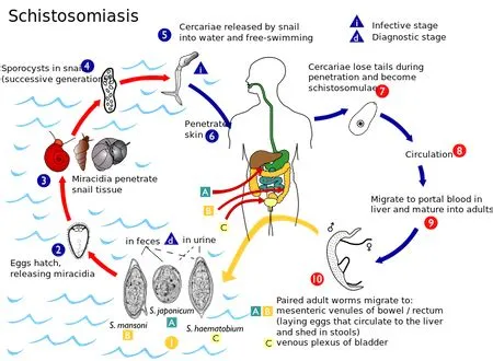  Itostrongylus! Un Ver Parasitaire Intrigant avec une Histoire de Vie Complexe et Inattendue!