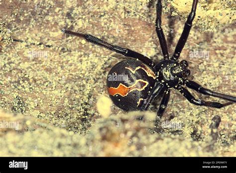  Katipo! Une Araignée Endémique de la Nouvelle-Zélande Possédant un Venin Fatal à ses Proies