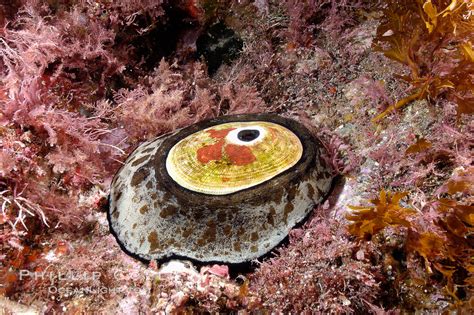  Keyhole Limpet:  Un Mollusque Fascinant Qui S'Attache à la Roche Comme Une Patate Dorée!