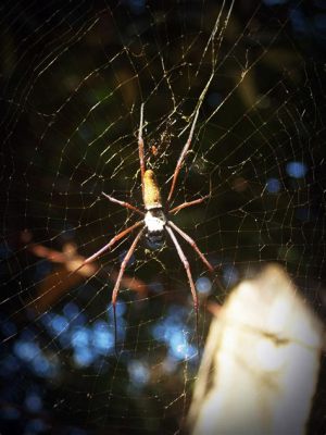  Lonchorhina: Un diplopode incroyablement flexible qui brille dans l'obscurité des sous-bois humides !