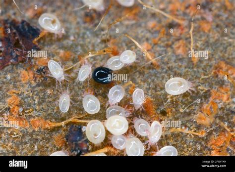  Mites!  Discover These Tiny Arachnids That Play a Crucial Role in Decomposition and Nutrient Cycling!