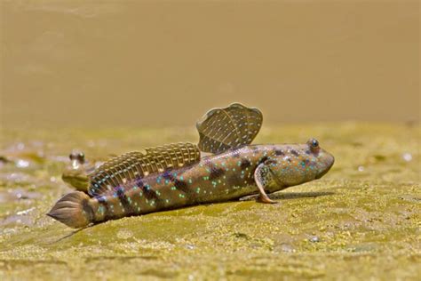  Mudskipper: Un Poisson Qui Marche Sur Terre, Défiant Gravité Et Les Lois De La Nature!