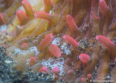  Oculina - Découverte d'un corail solitaire qui vit dans les profondeurs mystérieuses de l'océan !