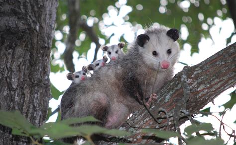  Opossum: Un Petit Marsupial Nocturne aux Surprises Insoupçonnées!