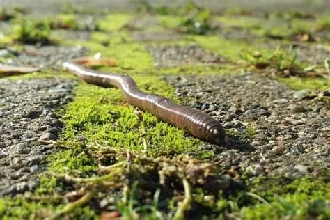  Rhysoderma: Des Détritivores Multiples Qui Font Danser Les Feuilles