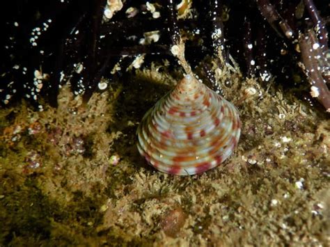  Rissoina! Découvrez ces petits gastéropodes marins aux coquilles sculptées uniques