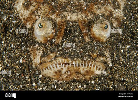  Uranoscopus! Un Poisson Qui S'Enterre Dans Le Sable Pour Surprendre Sa Proie