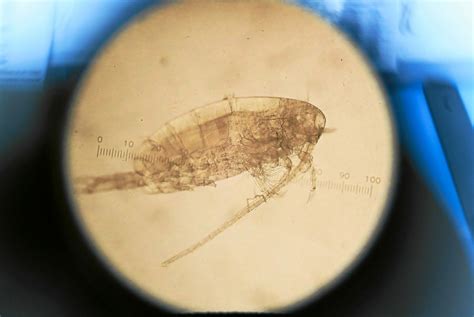  Urosporidium: Un Parasite Minuscule Avec un Impact Colossal sur la Santé des Poissons!