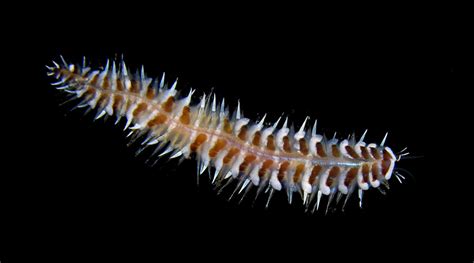  Yellow-Ringed Scaleworm : Un Ver Marine Qui danse en rythme avec les marées !