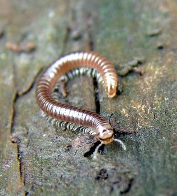  Zelanion: Un petit mille-pattes qui aime jouer à cache-cache dans les feuilles mortes !