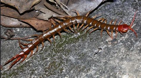  Zoothamnium, un animal aux nombreuses pattes qui aime se cacher!